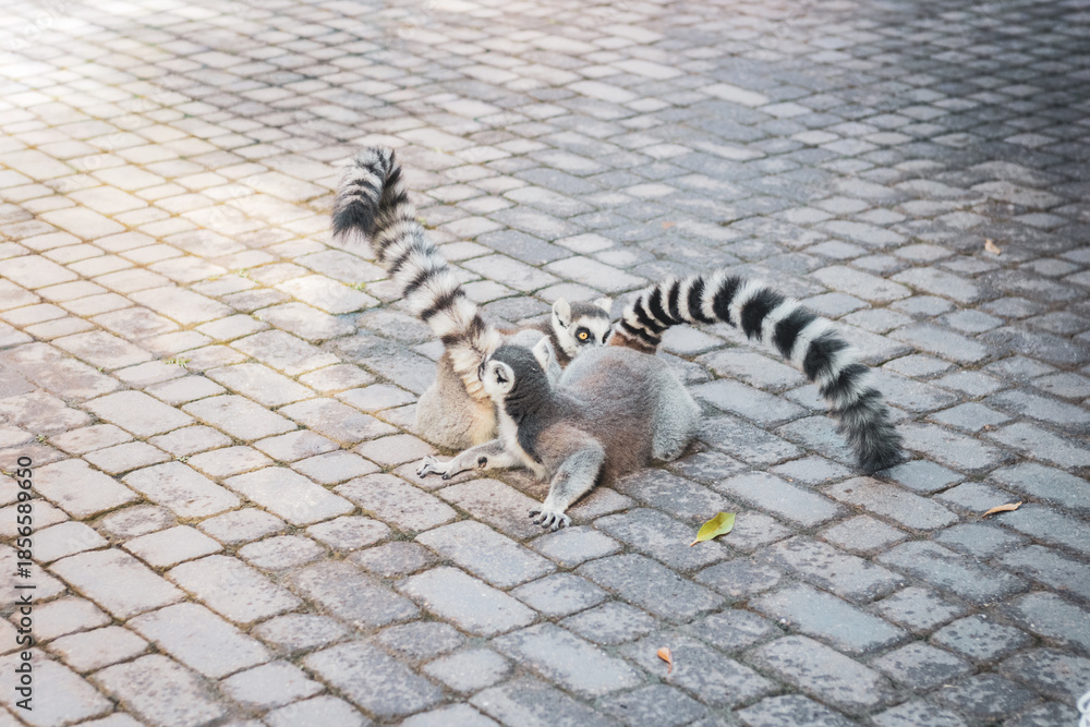 Naklejka premium lemurs on the road