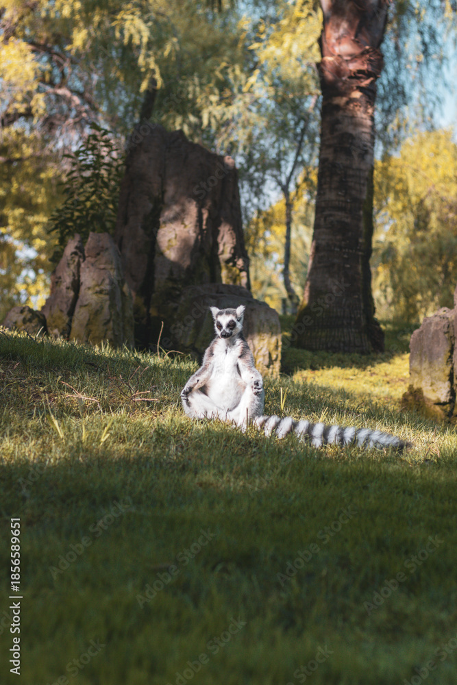 Fototapeta premium ring tailed lemur meditating 