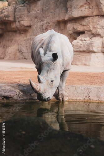 rhino in the zoo