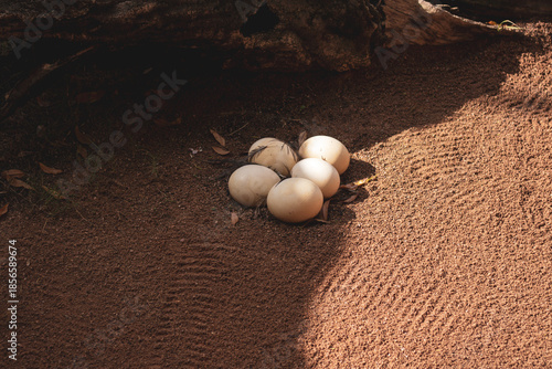 ostrich eggs in nest