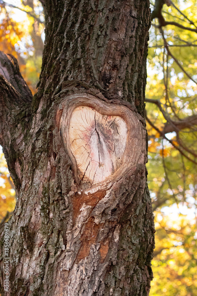 Obraz premium trunk of a tree in autumn