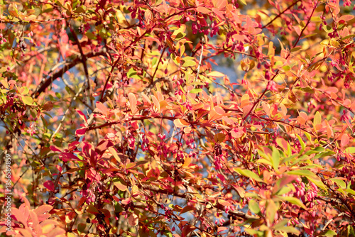 colorful autumn leaves