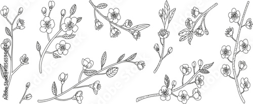 Detailed Hand-Drawn Floral Branch Vector Illustration Set Featuring Minimalist Black and White Botanical Line Art