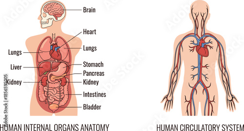 Human anatomy and circulatory system illustration, labeled organs chart, educational medical diagram, flat vector design, biology and physiology reference