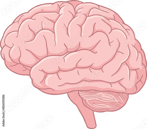 Human brain anatomy, neuroscience concept, lateral view, medical illustration, flat vector illustration, biology education, cognitive science, cerebral structure