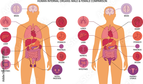 Human internal organs comparison, male and female anatomy, educational medical chart, labeled body parts, healthcare infographic, flat vector illustration