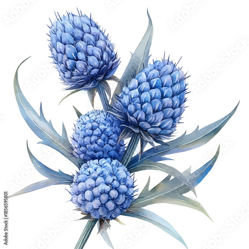 Eryngium Flower, graceful vector watercolor painting with soft flowing strokes and subtle highlights, isolated on a white background.