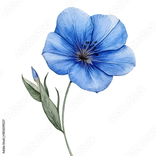watercolor of Blue Flax Flower draw, isolated on a white background.