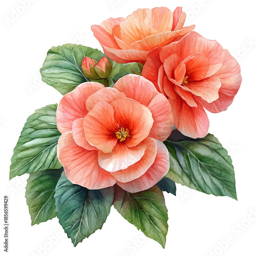 Begonia Flower, elegant watercolor vector painting with refined details, isolated on a white background.