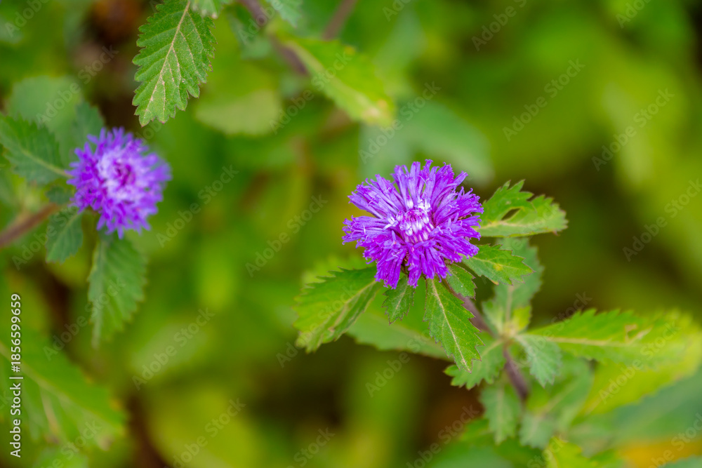 Fototapeta premium Selective focus of blue flower and green leaves in garden, Centratherum is a genus of flowering plants in the family Asteraceae, Common names include Brazilian button and lark daisy, Nature background