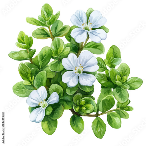 Bacopa Flower, delicate painting watercolor vector with vivid brush accents, isolated on a white background.