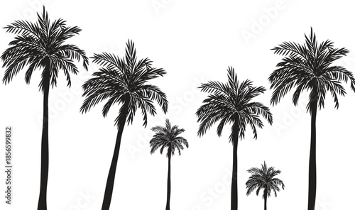 Silhouette of multiple palm trees against a white background
