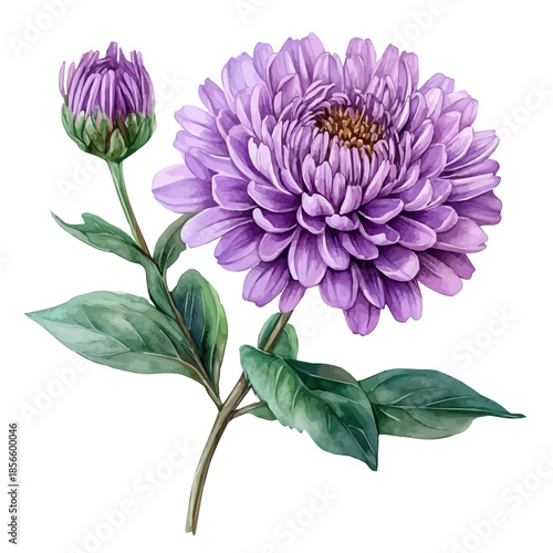 Aster Flower, graceful vector watercolor painting with soft flowing strokes and subtle highlights, isolated on a white background.
