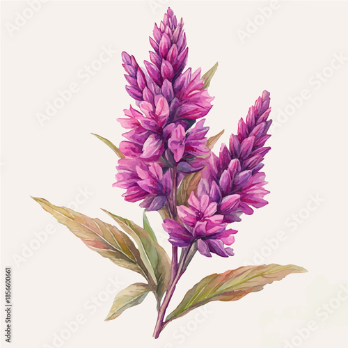 watercolor of Amaranth Flower, hand-drawn, isolated on a white background.