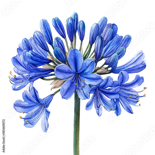 Agapanthus Flower, graceful vector watercolor painting with soft flowing strokes and subtle highlights, isolated on a white background.