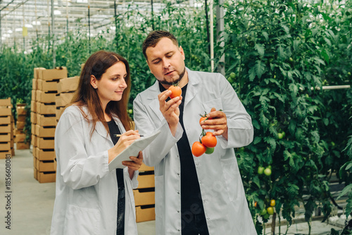 Researchers examine new tomato varieties inside greenhouse, comparing fruit shape, color, firmness, recording breeding results, and discussing agricultural selection progress.