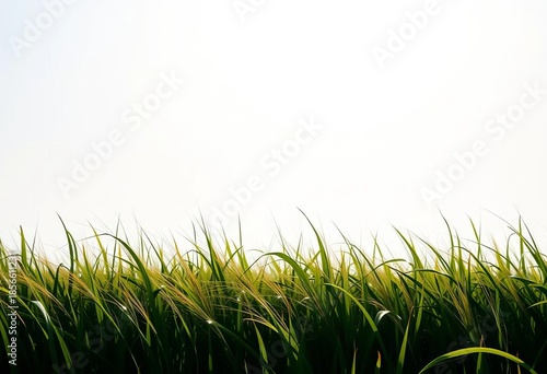 Silhouette of continuous, undulating grass against a bright sky,  simple,  background