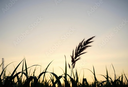 Silhouette of continuous, undulating grass against a bright sky,  meadow,  spring