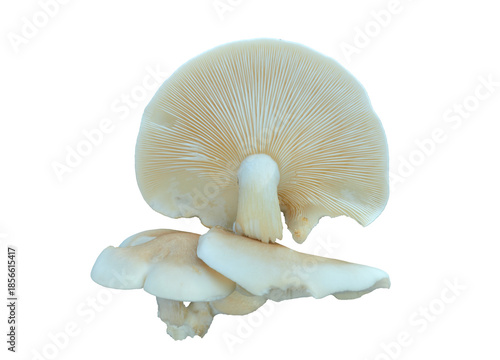 Edible mushroom (Pleurotus pulmonarius)