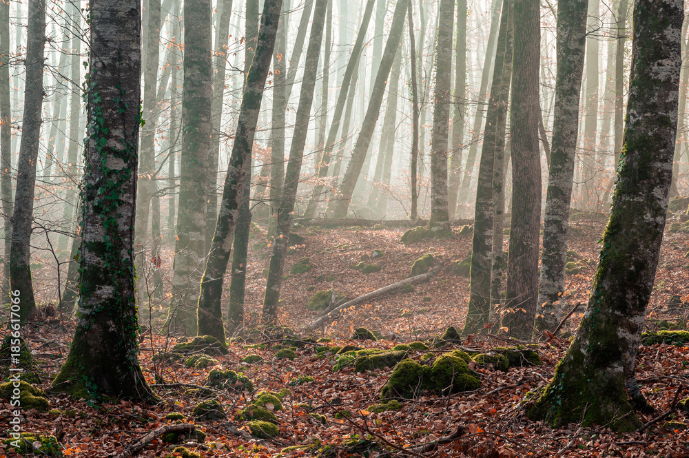 Obraz premium Beautiful forest in the countryside (Fageda d'en Jorda, Spain, Catalonia)