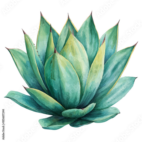 Watercolor illustration of Agave, vector artwork, isolated on white background.