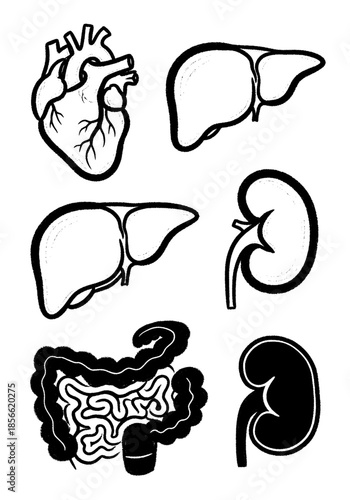 Hand-drawn collection of human internal organs including the heart, liver, kidneys, and digestive tract, rendered in a black and white sketchy style for medical or health use