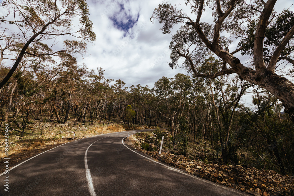 Obraz premium Bushfire Fire Damage in the Grampians