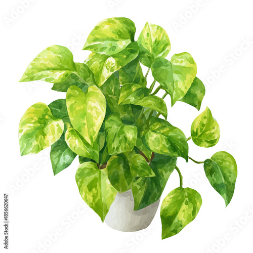 Watercolor illustration of Jade Pothos, vector artwork, isolated on white background.