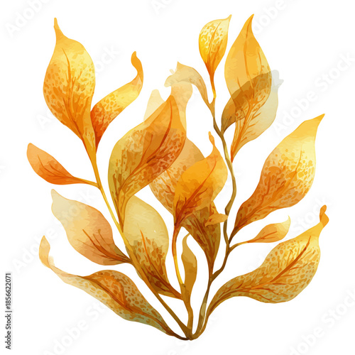 Watercolor painting of Kelp, vector illustration, isolated on white background.