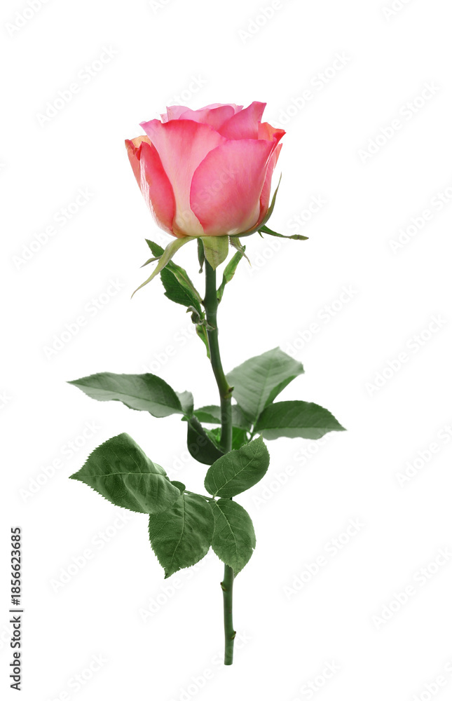 Fototapeta premium Pink rose with green leaves isolated on white