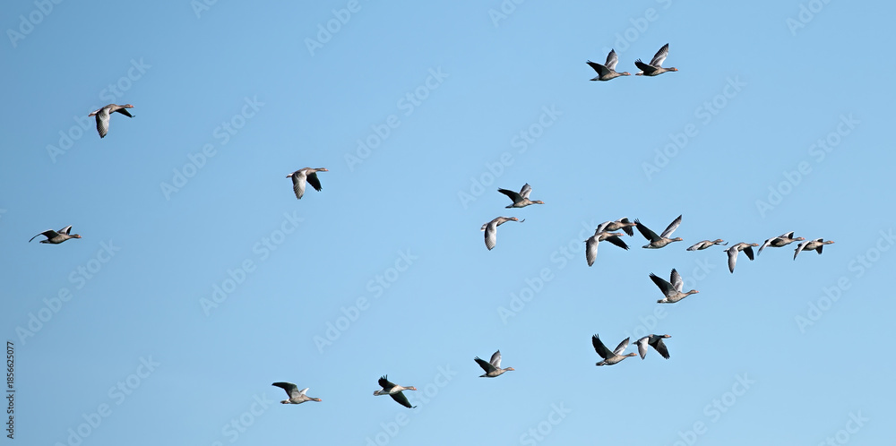 Fototapeta premium many wild geese in flight