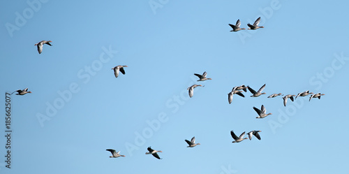 many wild geese in flight