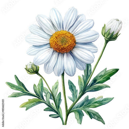 Leucanthemum Flower, serene watercolor vector artwork with smooth washes of color and refined textures, isolated on a white background.
