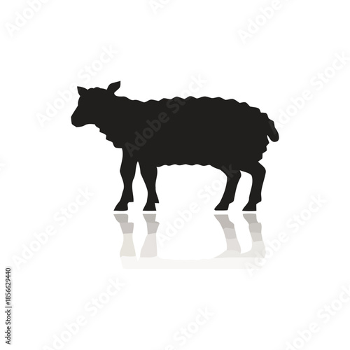A sheep standing alone on a white background with subtle reflection