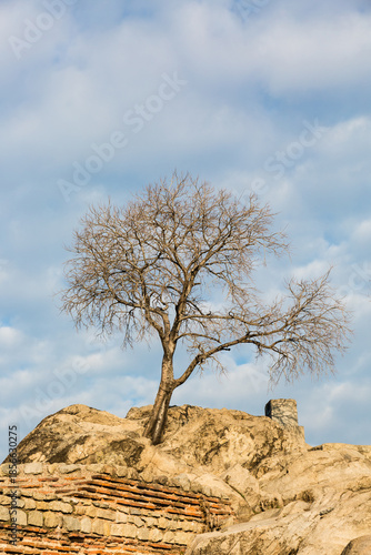 Trees on hill and cloudy sky