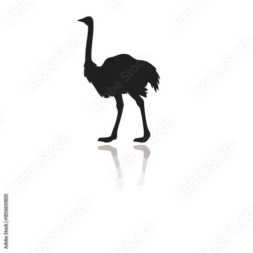 Silhouette of an ostrich walking alone on a white background with reflection