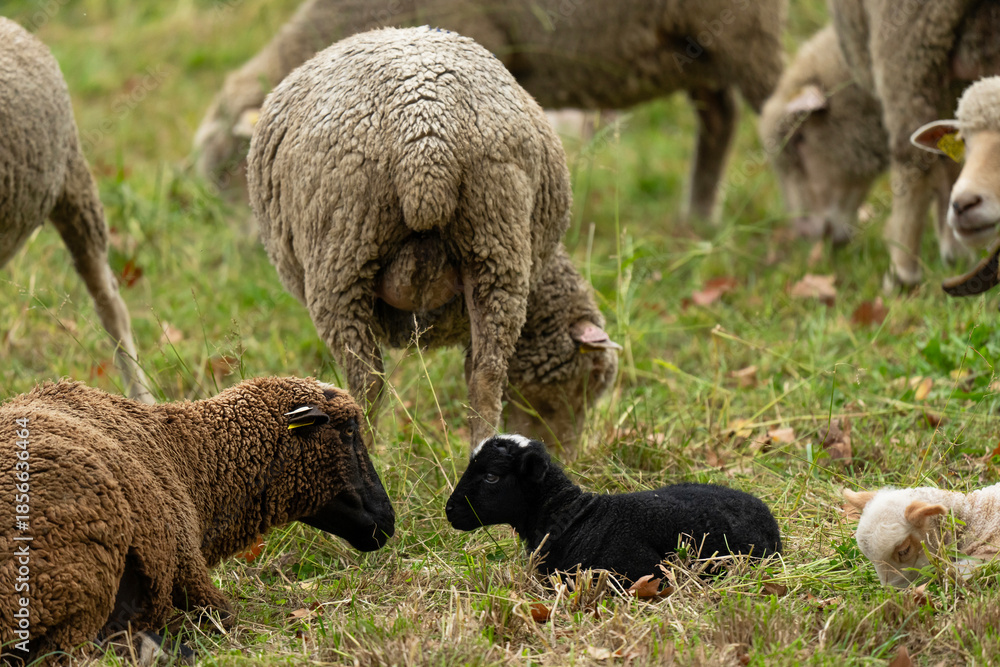 Naklejka premium sheep