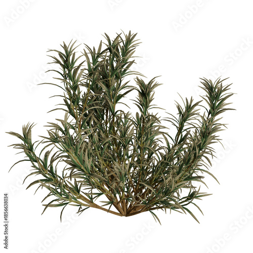 A verdant, bushy plant with numerous slender, green-grey leaves, creating a dense, herbaceous cluster. Isolated on transparent background, showcasing its natural texture