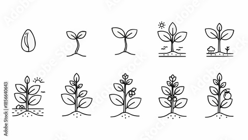 Seedling Growth Stages Hand Drawn Illustration.