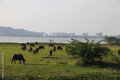 View of Domestic animals and water birds near a polluted lake at  Chennai city south india