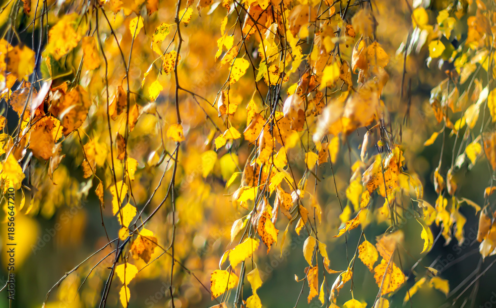 Obraz premium Yellow autumn leaves of white birch on a blurred background.