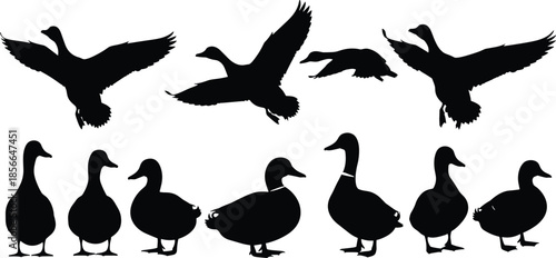 Duck silhouettes flying and standing, waterfowl bird poses, wildlife animal shapes, black white vector illustration collection