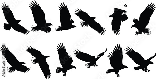 Eagle silhouettes, flying birds, bald eagle icons, soaring wings, landing poses, wildlife art, raptor illustration, freedom symbol, nature graphics, flight motion
