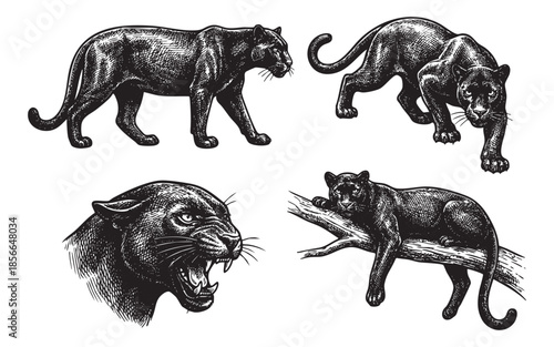 panther set engraving vector illustrations