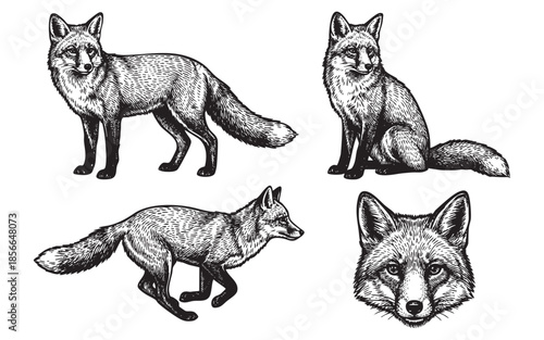 fox set engraving vector illustrations