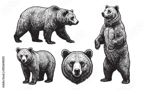 bear set engraving vector illustrations