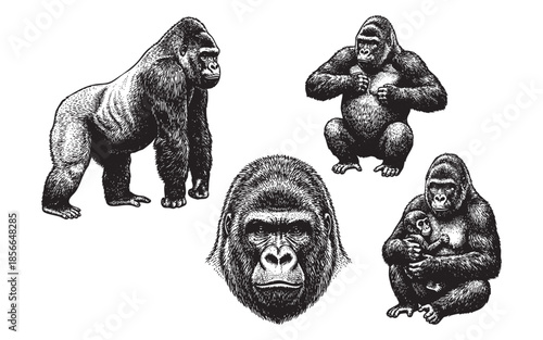 gorilla set engraving vector illustrations