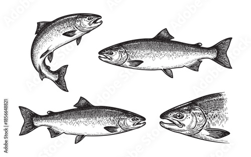 salmon umping fish, swimming fish, whole trout set engraving vector illustrations
