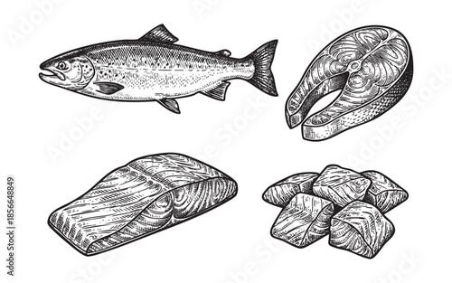 salmon meat set engraving vector illustrations