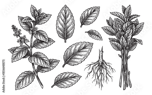 mint leaves, roots, stems plant set illustrations